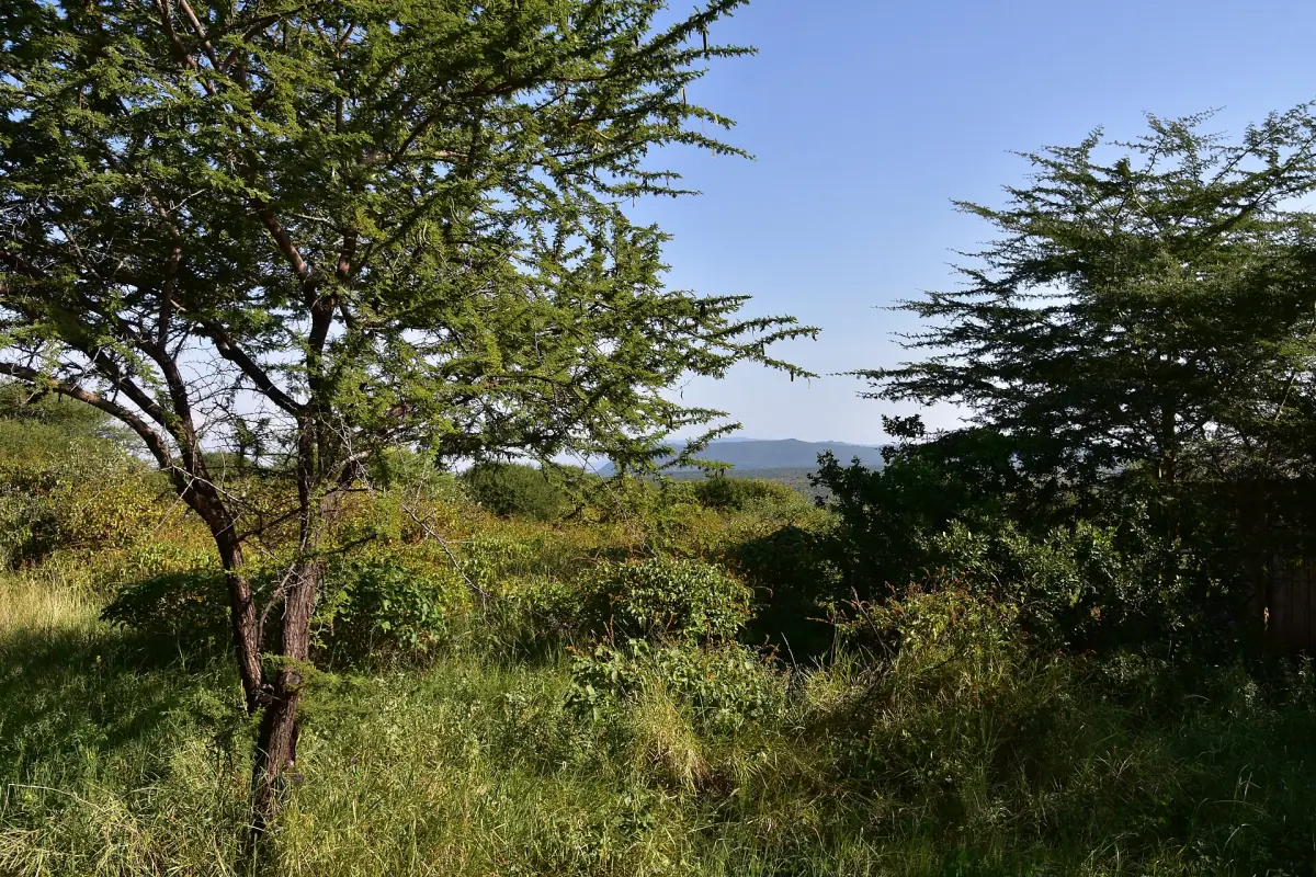 Akazien am Hang mit weitem Blick in die Ferne