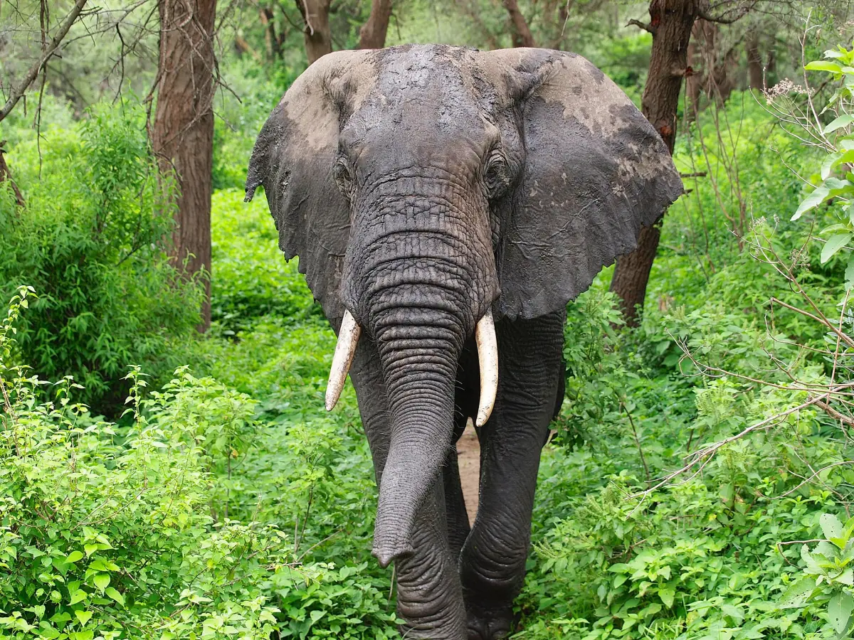 Ein Elefant geht durch üppig grünen Wald
