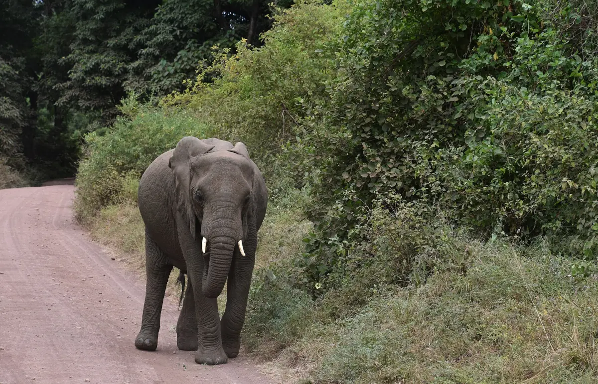 Ein Elefant steht auf einer sandigen Parkstraße