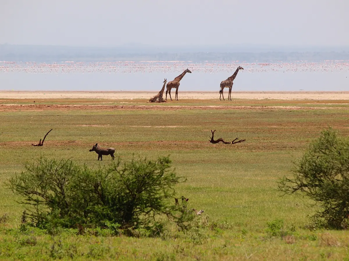 Giraffen auf der Grasebene neben dem See