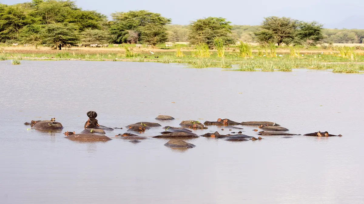 Eine Gruppe Flusspferde im flachen Seewasser