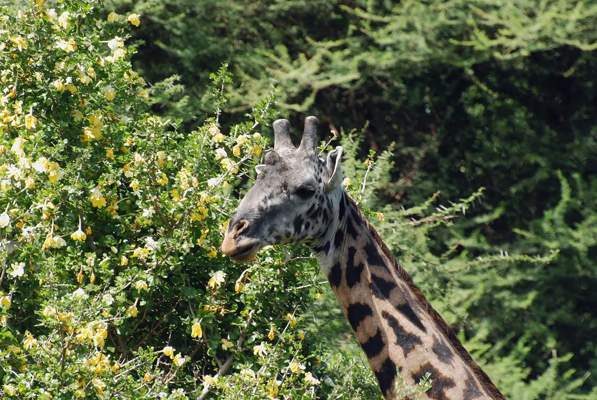 Eine Giraffe frisst im grünen Akazienlaub