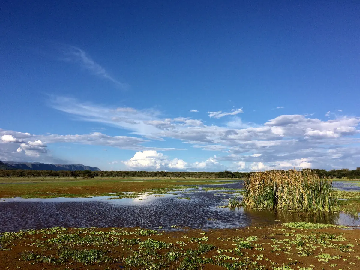 Sumpfwasser und Schilf unter blauem Himmel mit Wolken