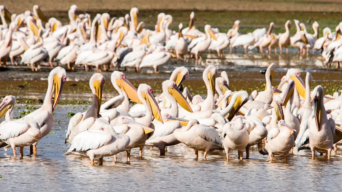 Rosapelikane dicht gedrängt im flachen Wasser
