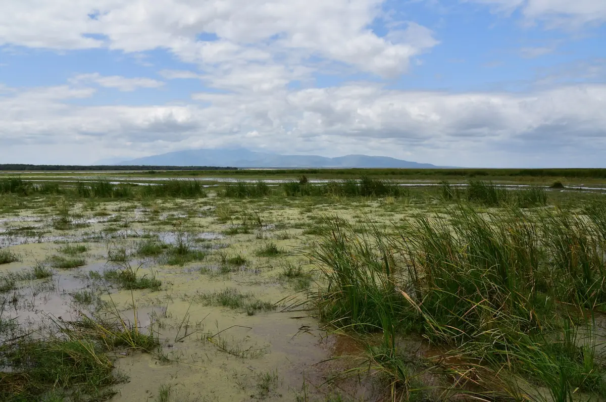 Schilf und überschwemmtes Grasland auf der Seeebene