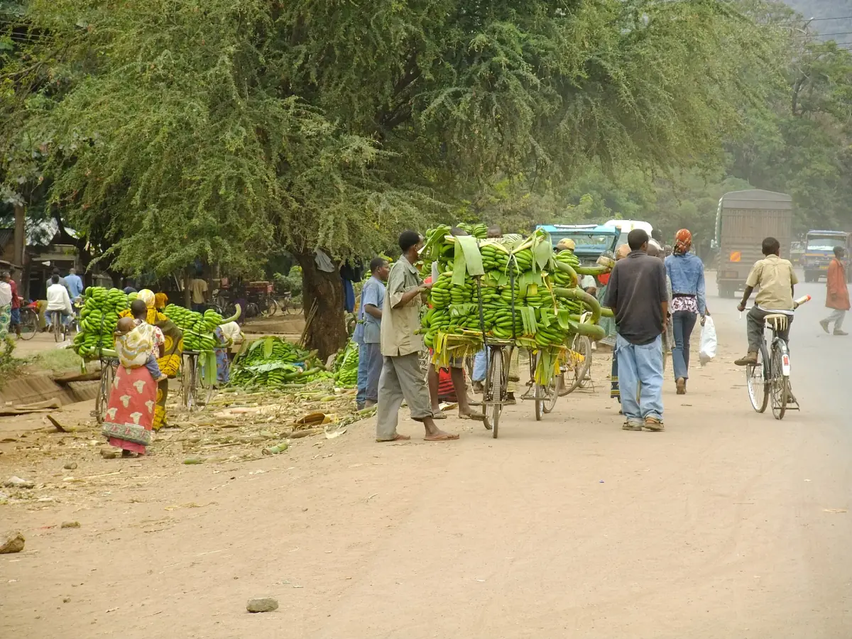 Bündel grüner Bananen entlang einer staubigen Straße