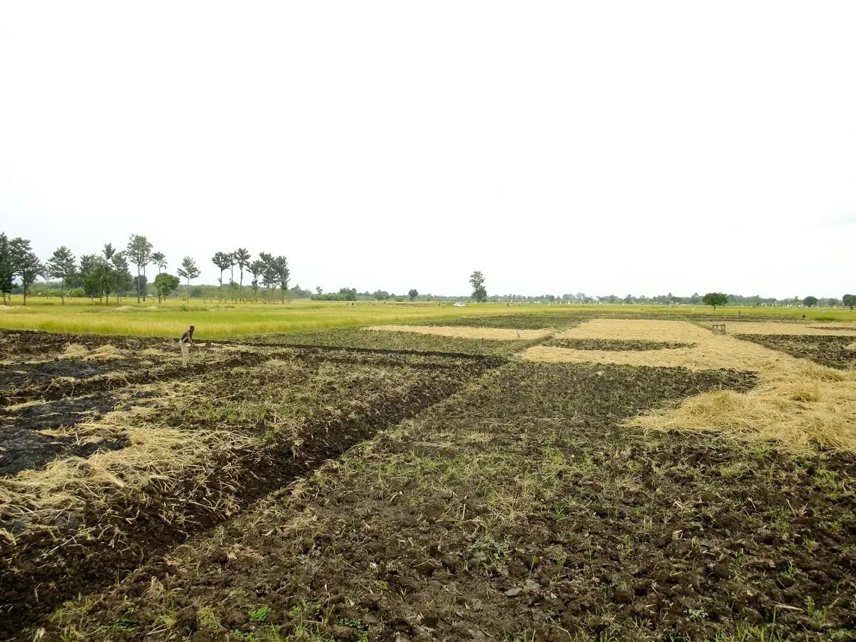 Bewirtschaftete Felder mit Palmen am Horizont