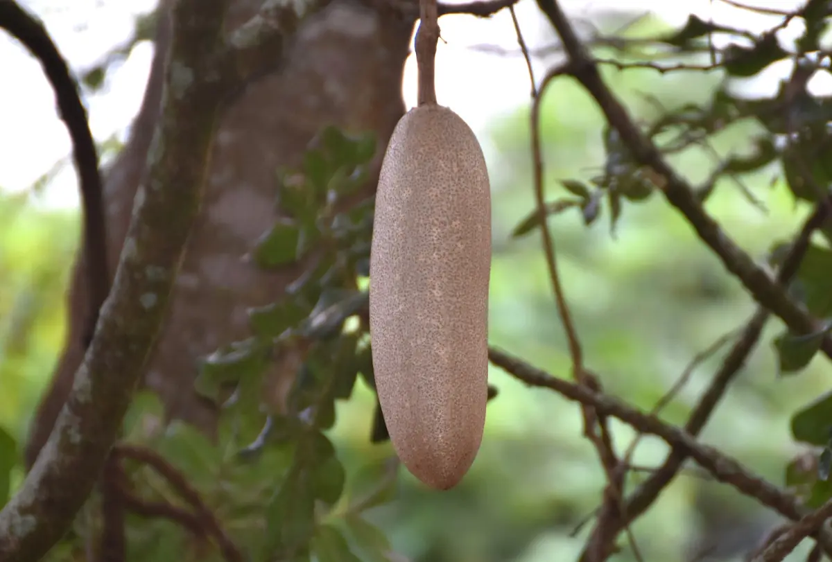 Eine Leberwurstbaum-Frucht hängt an einem Ast