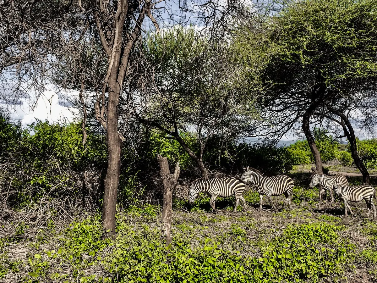 Zebras weiden zwischen Akazien