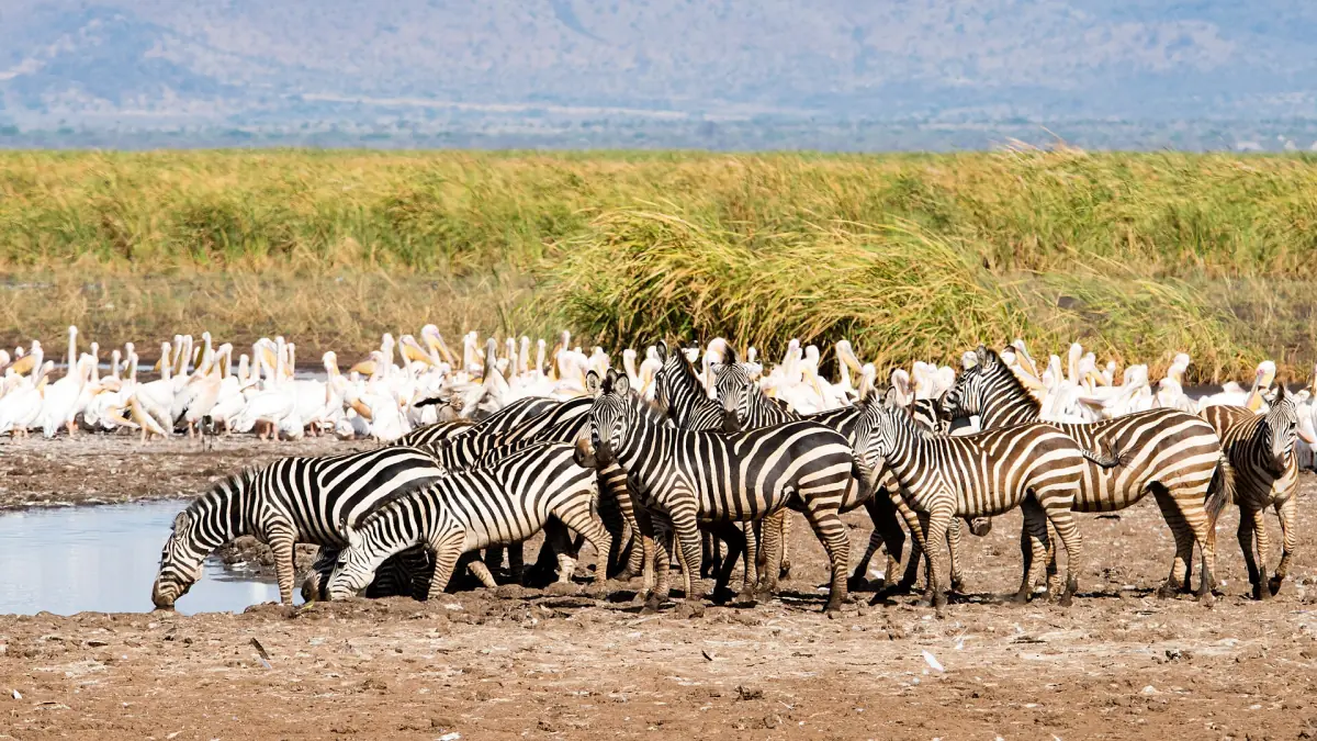 Zebras trinken neben einem Schwarm Pelikane